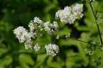 Waxyleaf meadow-rue